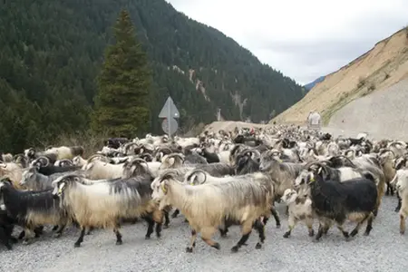 Construction of the Sibiu-Făgăraș highway begins