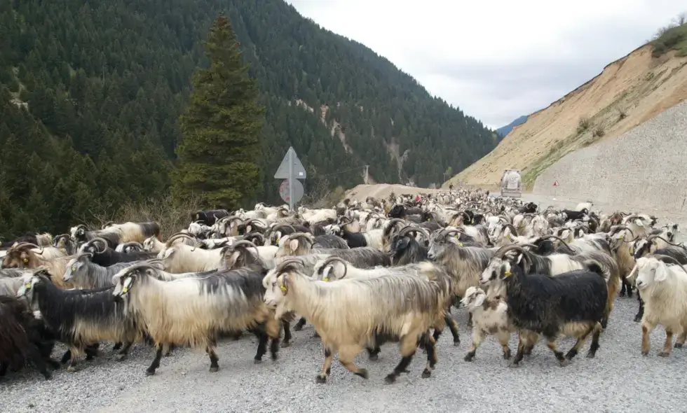 Construction of the Sibiu-Făgăraș highway begins